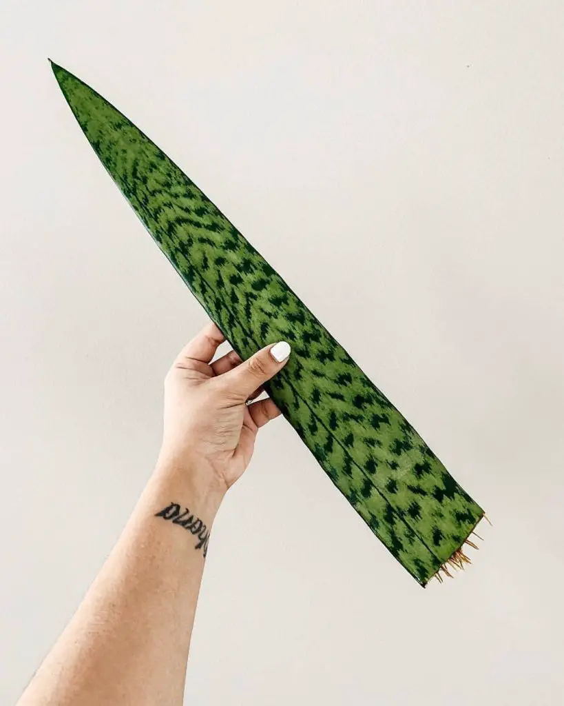 Sansevieria Coral Negro Sansevieria Coral Negro