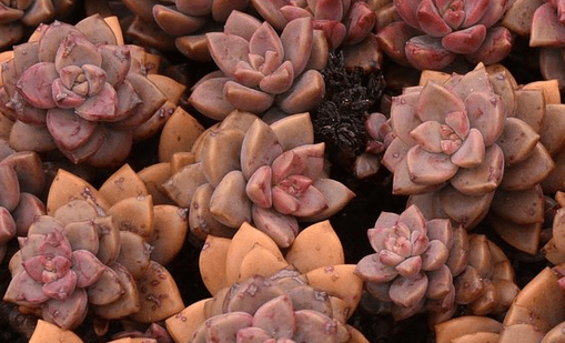 La suculenta híbrida rosa Graptosedum 'Alpenglow'