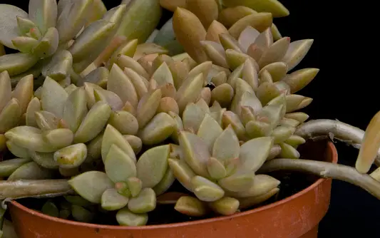 La suculenta híbrida rosa Graptosedum 'Alpenglow'