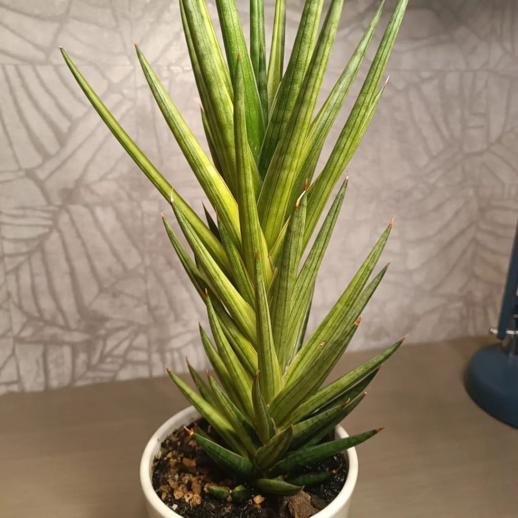 Sansevieria Francisii