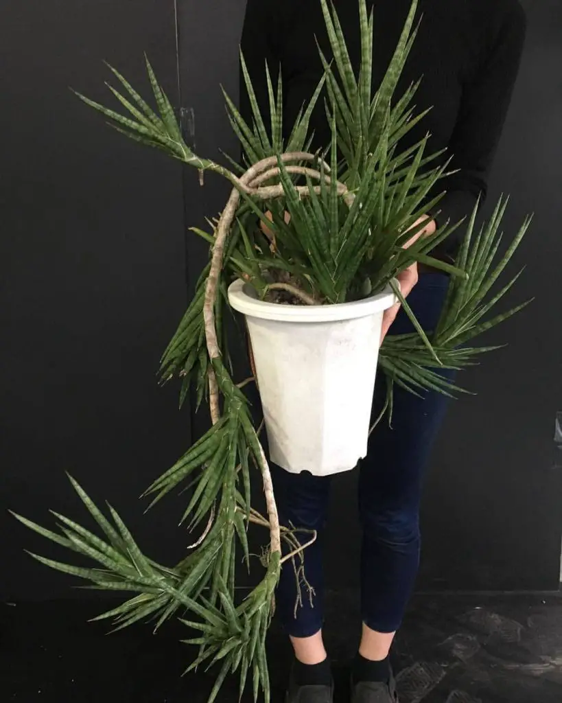 Sansevieria Francisii Sansevieria Francisii