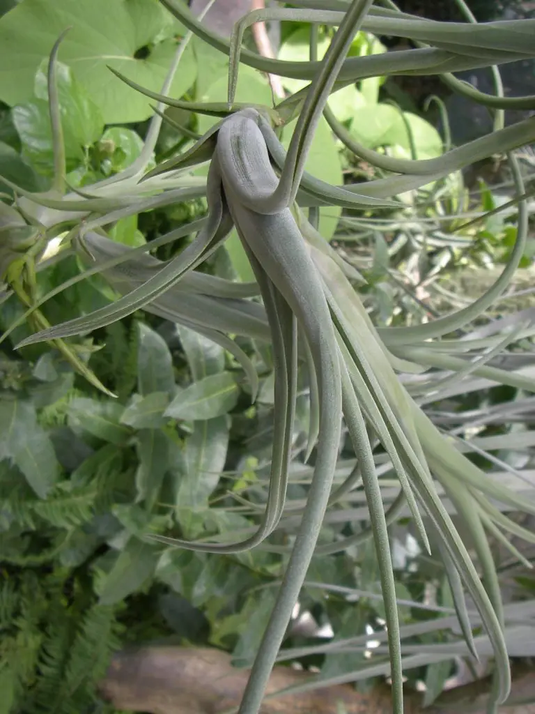 Tillandsia intermedia Tillandsia intermedia