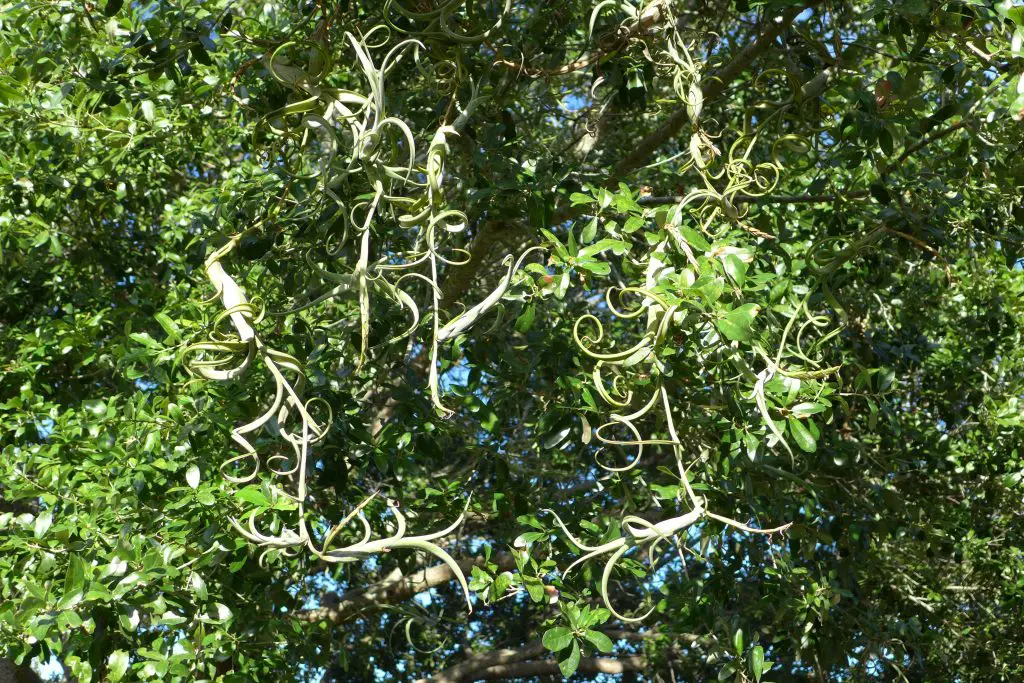 Tillandsia intermedia Tillandsia intermedia