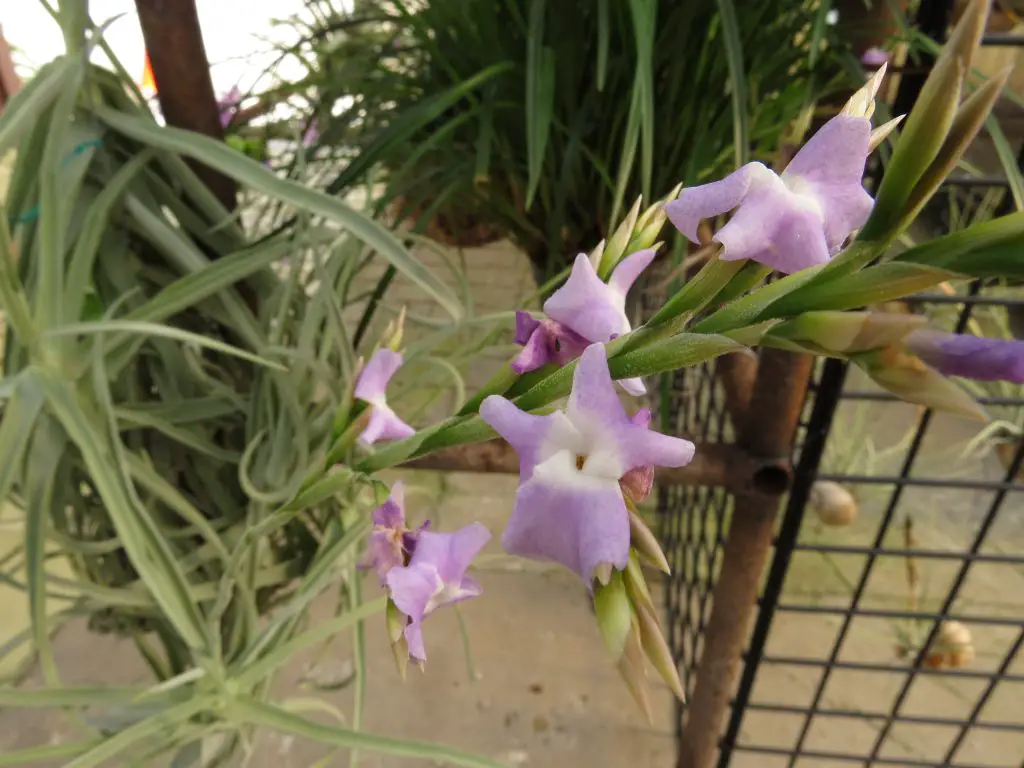 Tillandsia Duratii (sin. Tillandsia Circinalis)