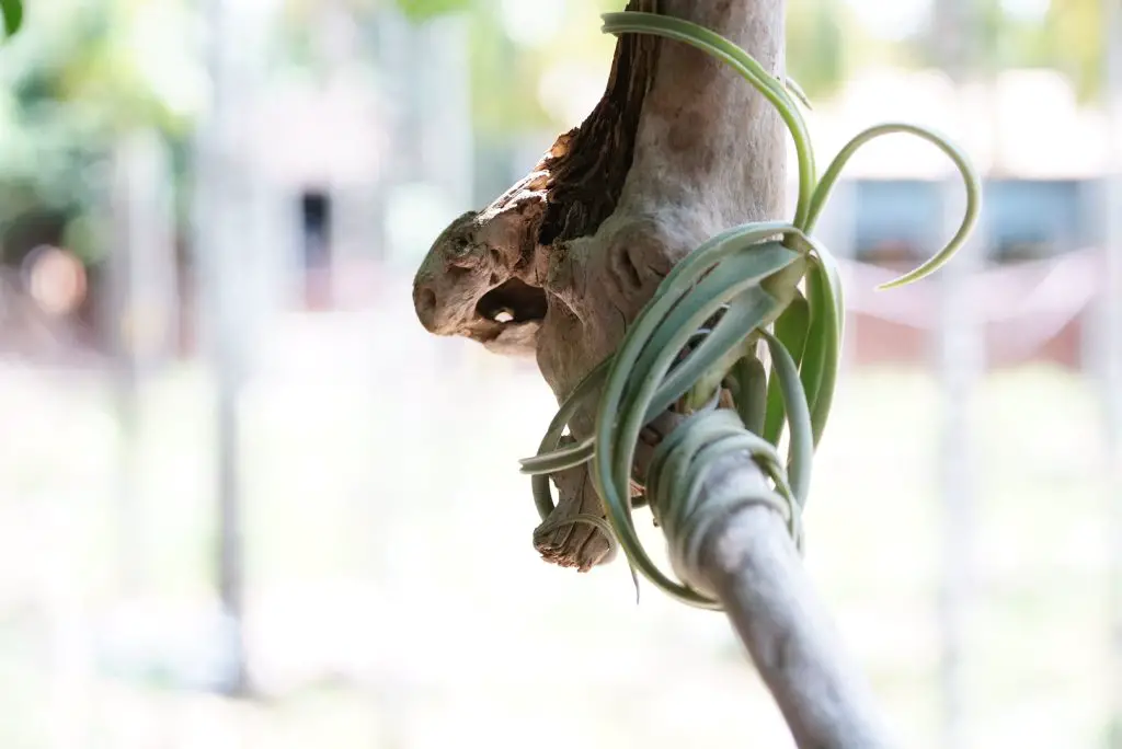 Tillandsia Duratii (sin. Tillandsia Circinalis)