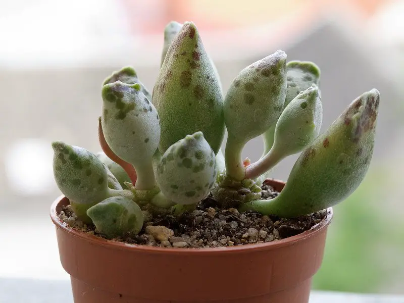 Adromischus Festivus