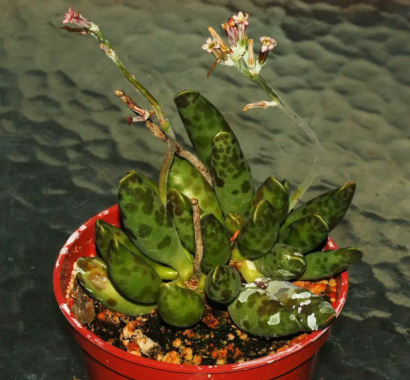 Adromischus Festivus