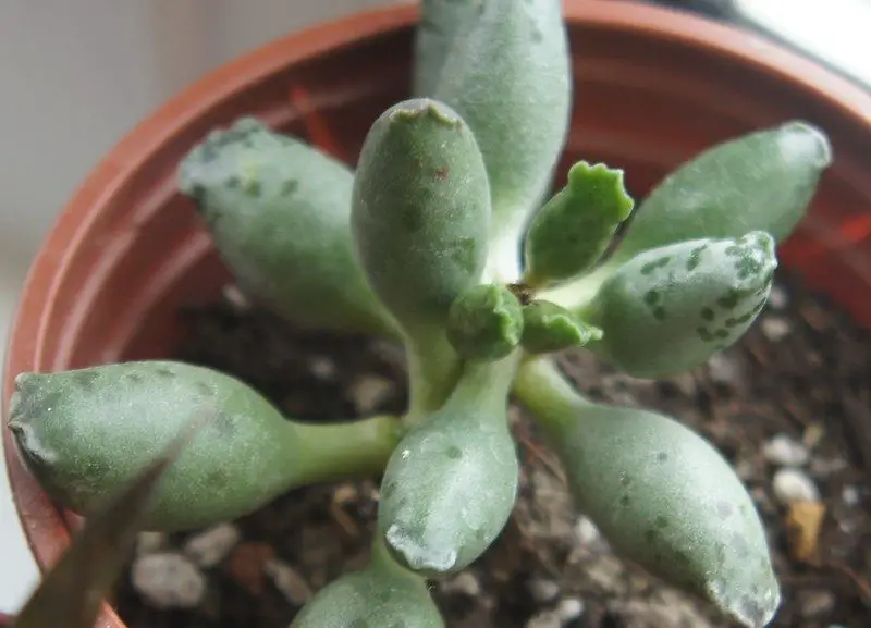 Adromischus Festivus