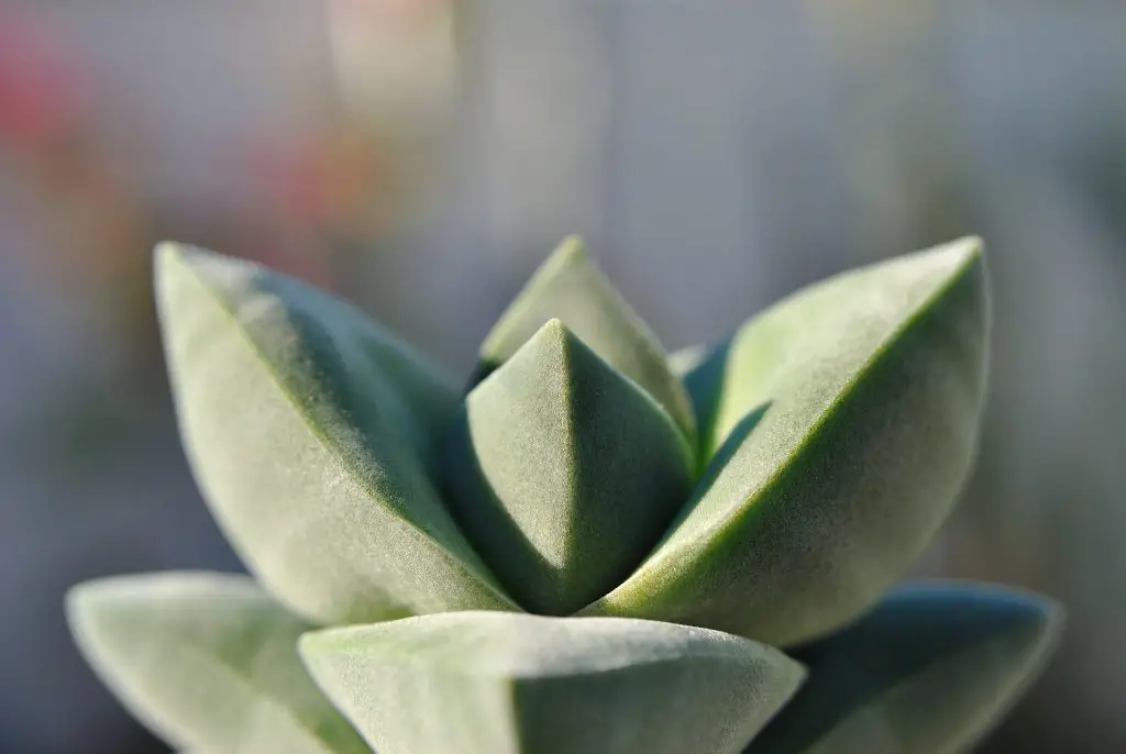 La suculenta "Crassula Moonglow" tolerante a la sequía