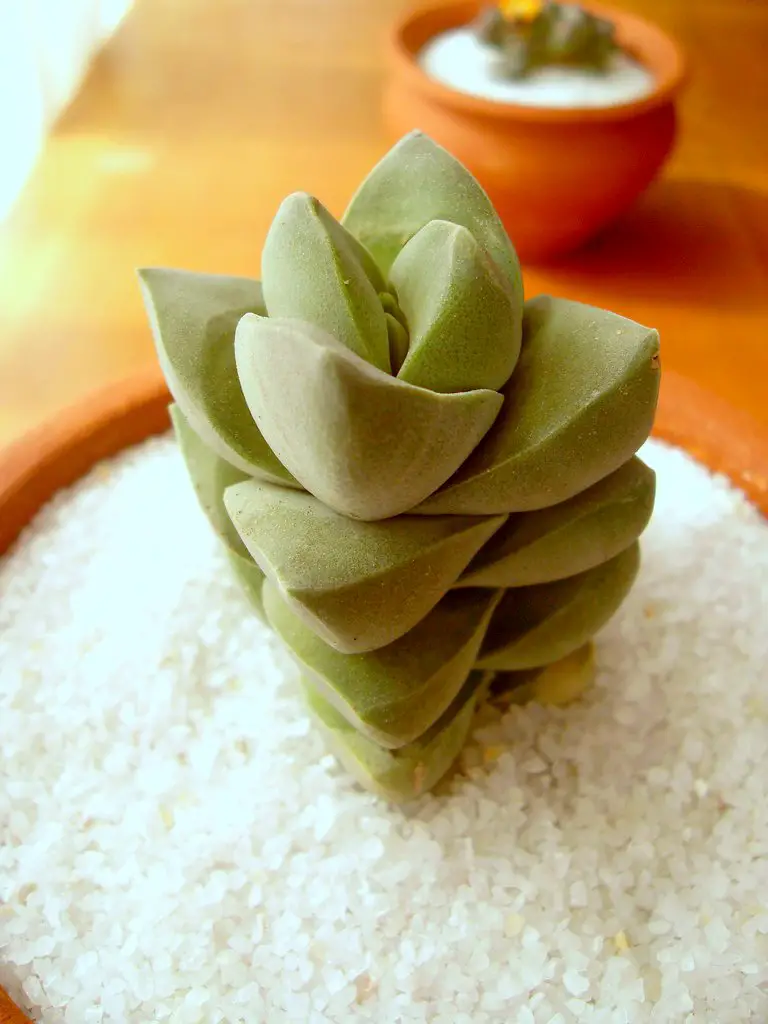 La suculenta "Crassula Moonglow" tolerante a la sequía La suculenta "Crassula Moonglow" tolerante a la sequía