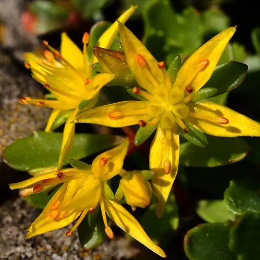 Sedum Kamtschaticum Sedum Kamtschaticum
