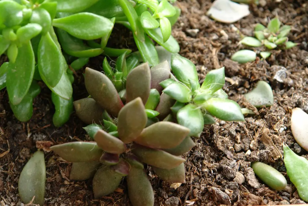 La atractiva suculenta “Anacampseros Telephiastrum”