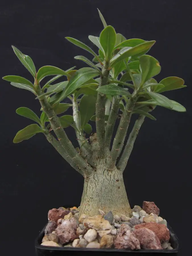 La rosa del desierto de Adenium 'Adenium Obesum'