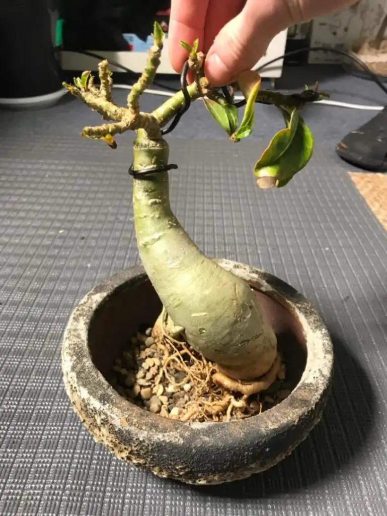 La rosa del desierto de Adenium 'Adenium Obesum'