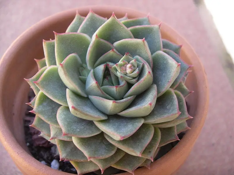 Echeveria Fabiola Echeveria Fabiola