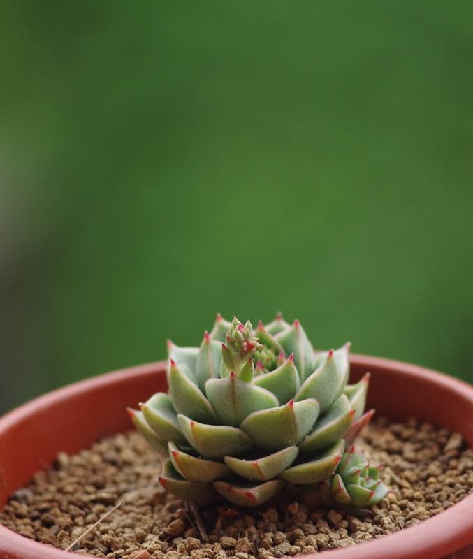 Echeveria Fabiola Echeveria Fabiola