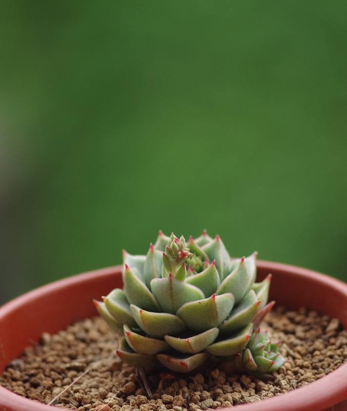 Echeveria Fabiola