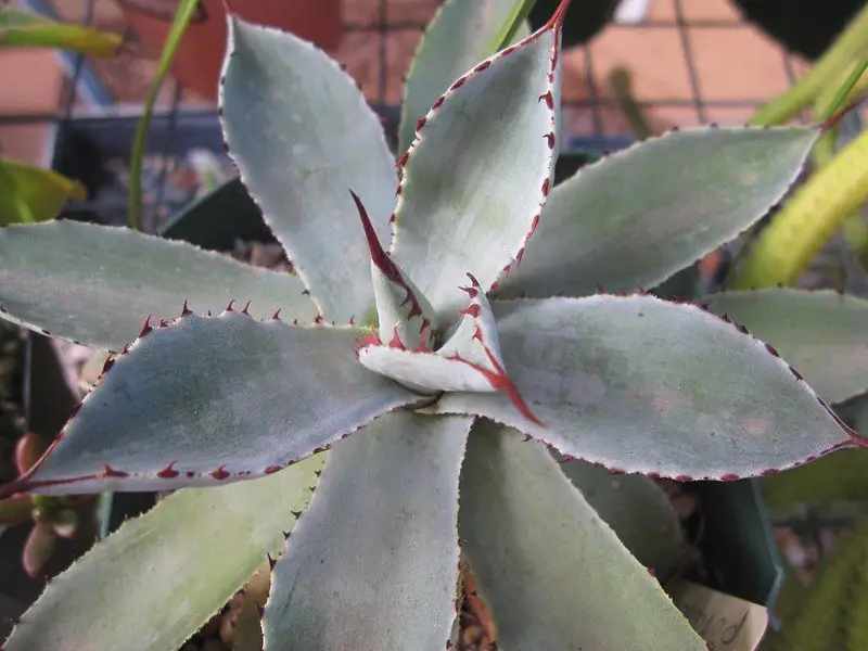 Agave Potatorum (El Agave Verschaffelt)