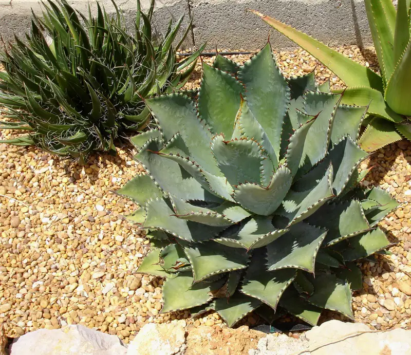 Agave Potatorum (El Agave Verschaffelt)