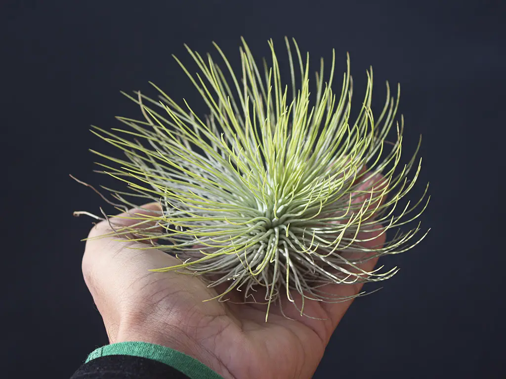 Tillandsia Andreana (La Planta de Aire Andreana) Tillandsia Andreana (La Planta de Aire Andreana)