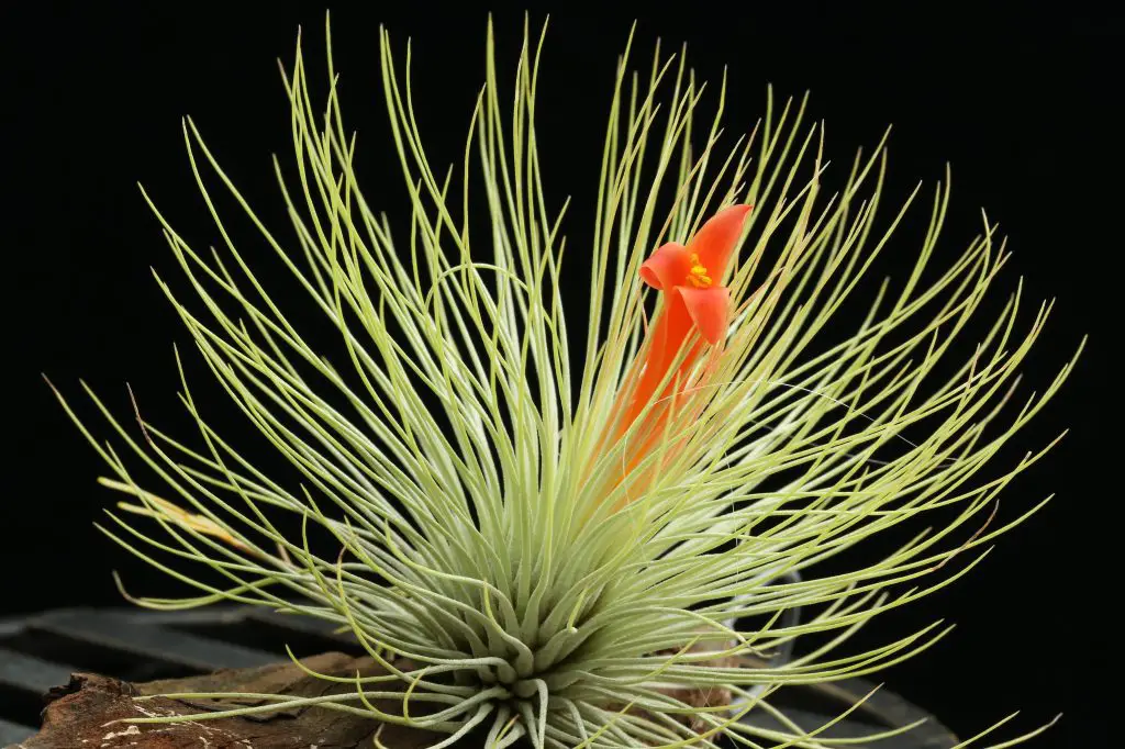 Tillandsia Andreana (La Planta de Aire Andreana)