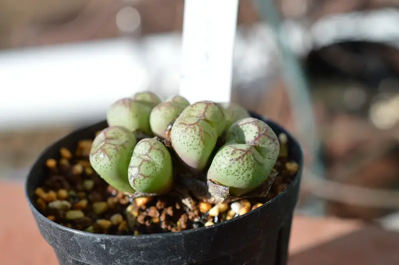 Conophytum Ficiforme Conophytum Ficiforme