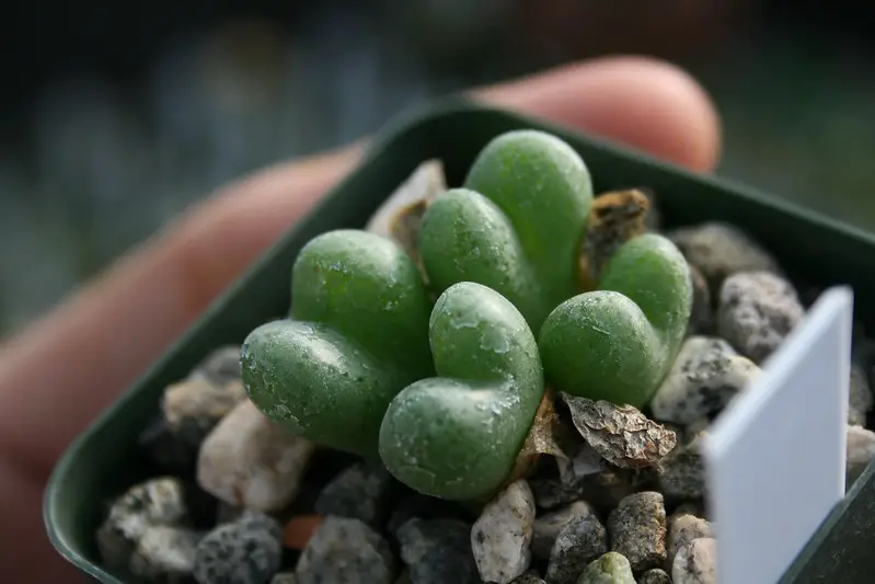 Conophytum Ficiforme