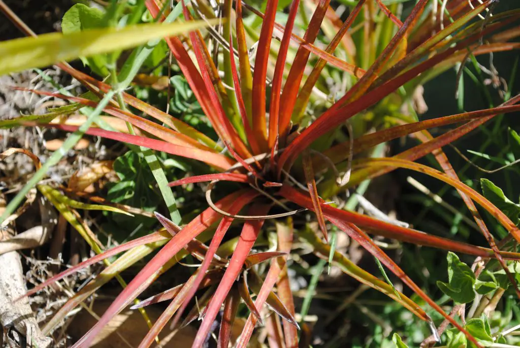 Tillandsia tricolor