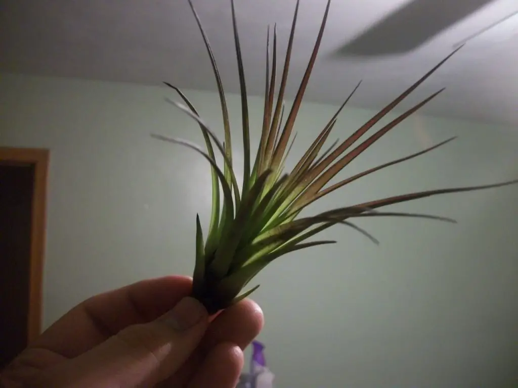 Tillandsia tricolor