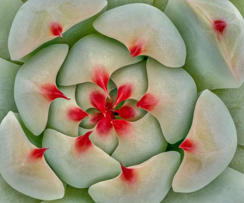 Echeveria Parva Echeveria Parva