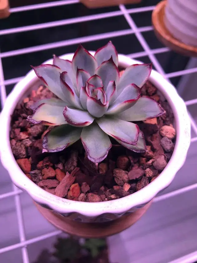 Echeveria Parva