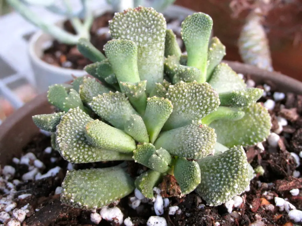 Aloinopsis Luckhoffii Aloinopsis Luckhoffii