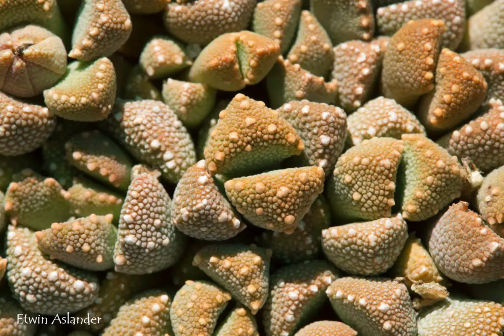 Aloinopsis Luckhoffii Aloinopsis Luckhoffii