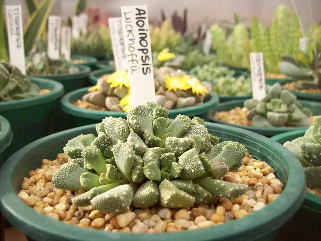 Aloinopsis Luckhoffii Aloinopsis Luckhoffii