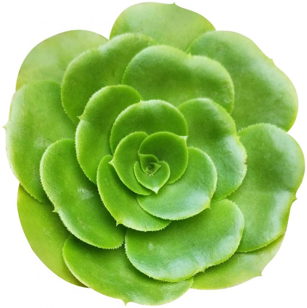 Aprende a hacer tú mismo un suculento árbol de Navidad Aprende a hacer tú mismo un suculento árbol de Navidad