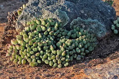 El pequeño guijarro vivo sin tallo “Conophytum Bilobum”