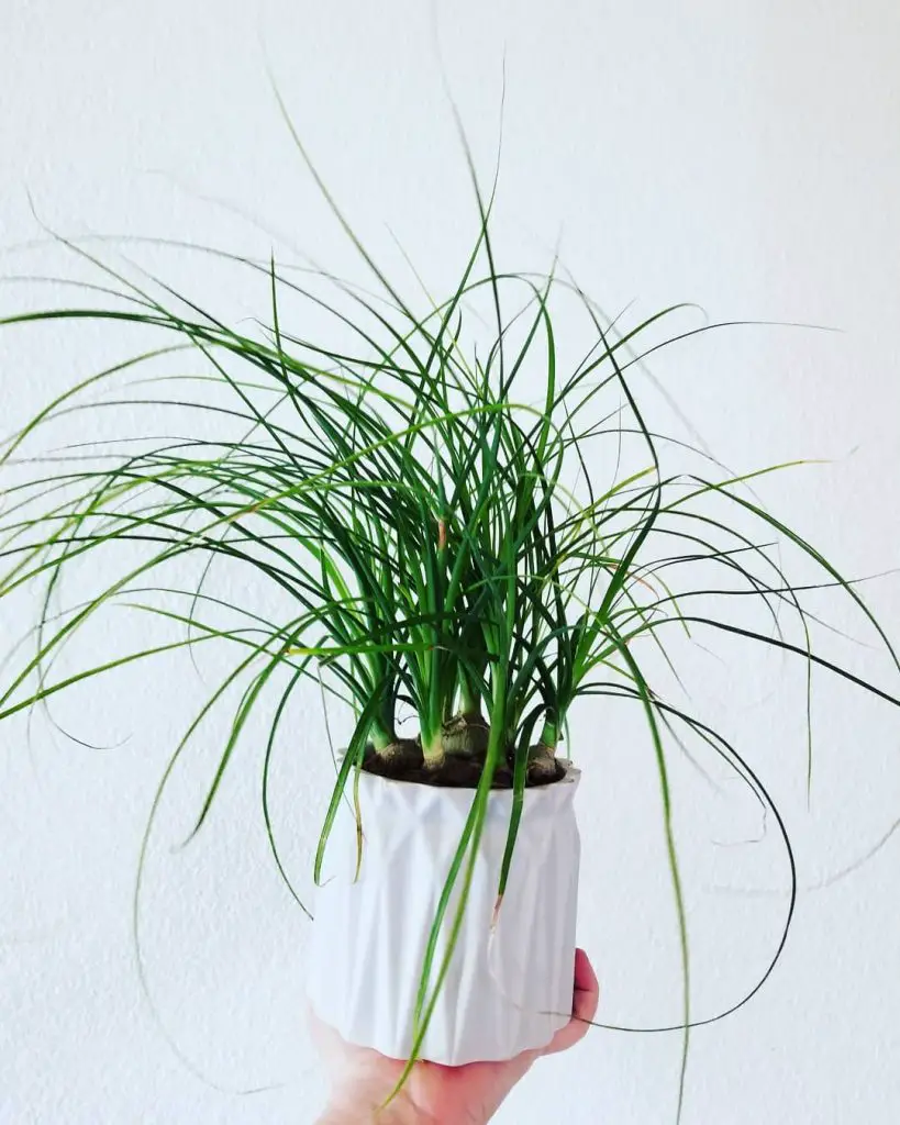 6 maravillosas suculentas de interior para tu hogar 6 maravillosas suculentas de interior para tu hogar
