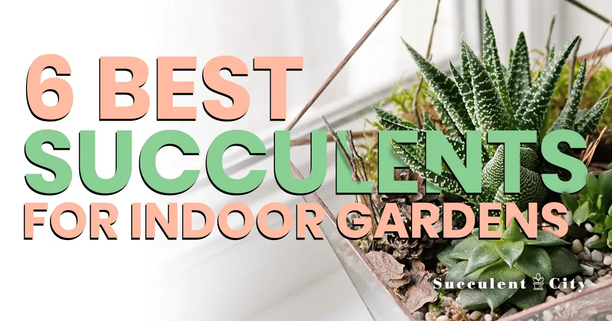 6 maravillosas suculentas de interior para tu hogar