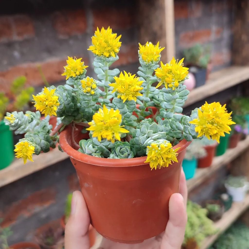 Sedum Spathulifolium (cultivo de piedra de hoja ancha)