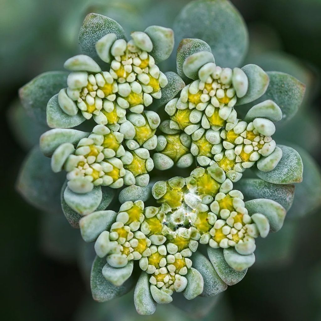 Sedum Spathulifolium (cultivo de piedra de hoja ancha)