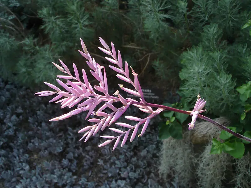 Tillandsia cacticola Tillandsia cacticola