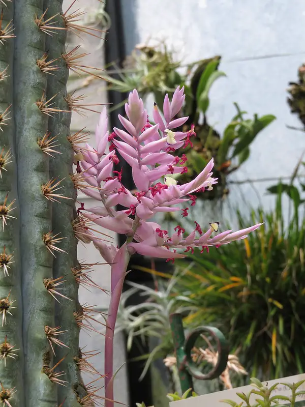Tillandsia cacticola Tillandsia cacticola