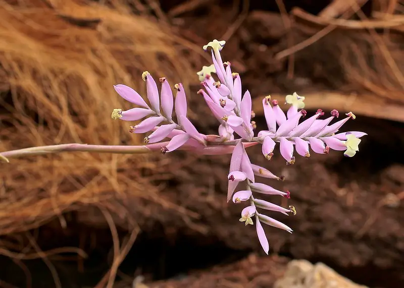 Tillandsia cacticola Tillandsia cacticola