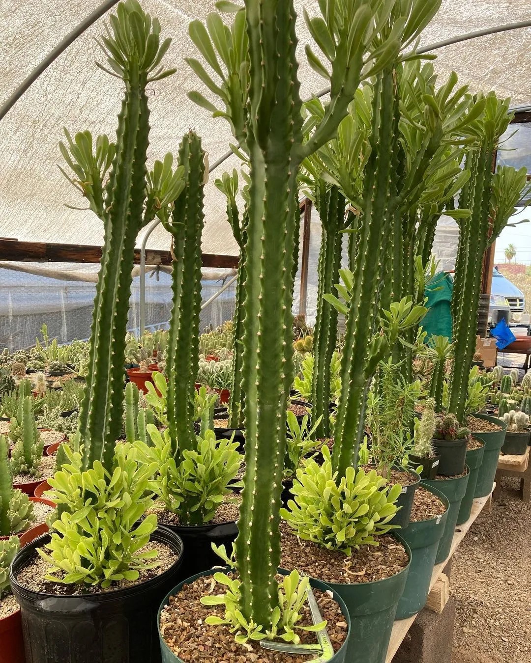 El Sullu Spurge 'Euphorbia Royleana' El Sullu Spurge 'Euphorbia Royleana'