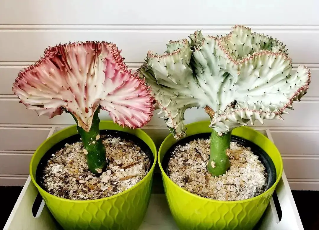 La euforbia crestada La euforbia crestada