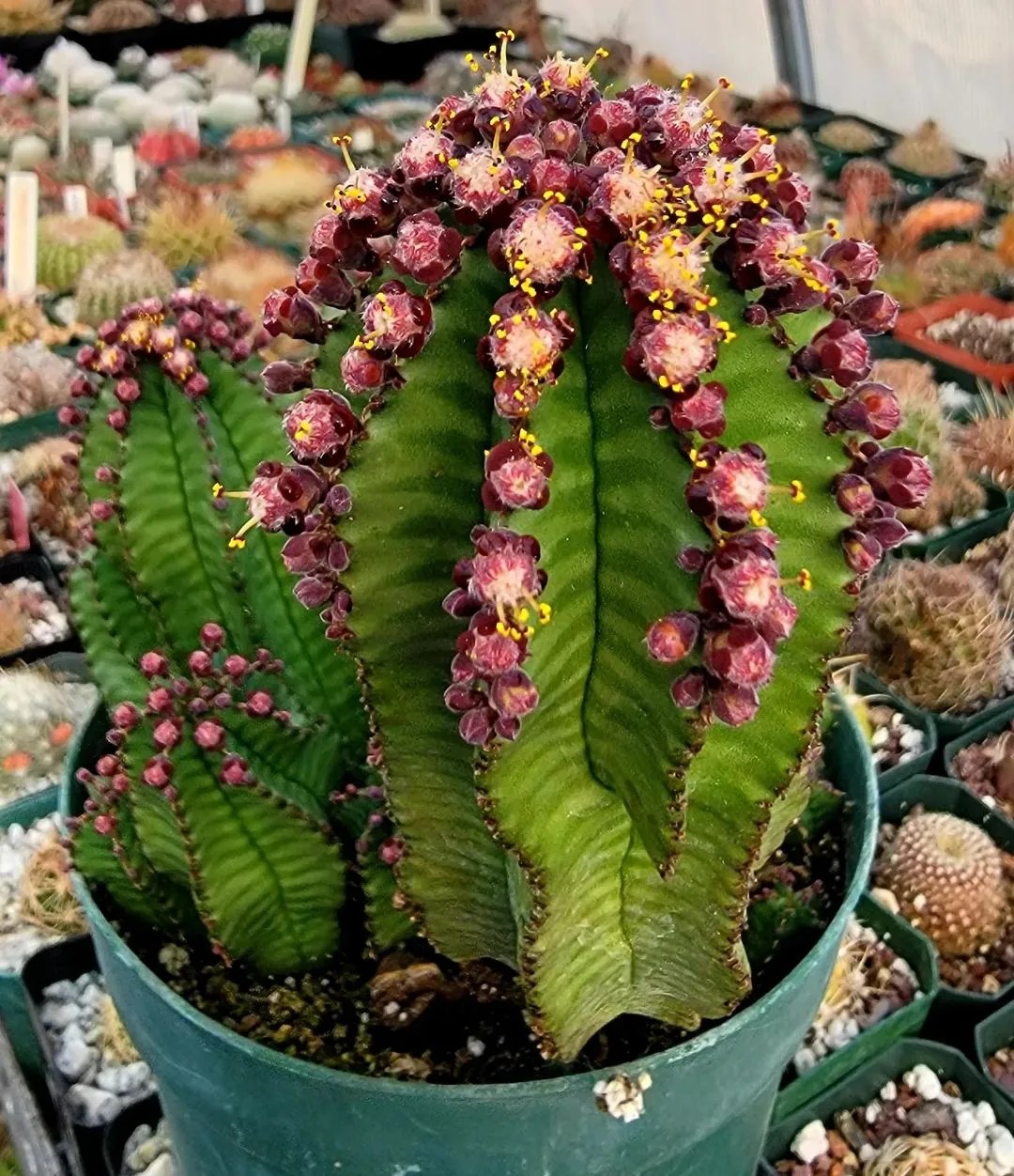 La planta de cremallera de Tanzania “Euphorbia Anoplia” La planta de cremallera de Tanzania “Euphorbia Anoplia”