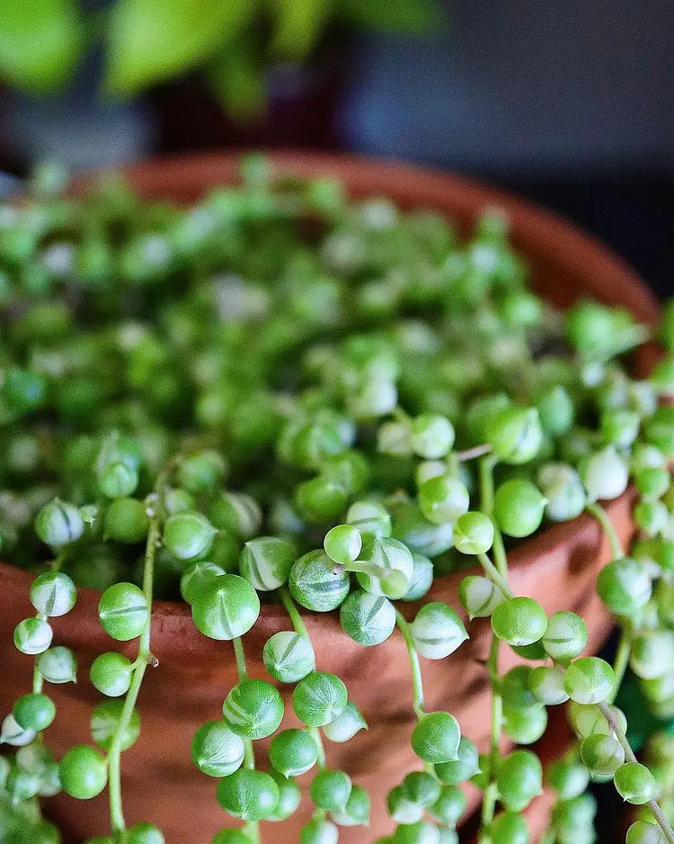 Cómo revivir un collar de perlas Cómo revivir un collar de perlas