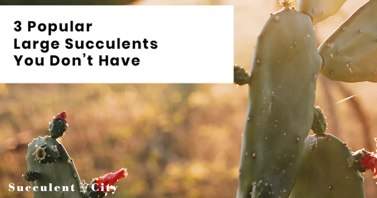 Te sorprenderán estas grandes suculentas Te sorprenderán estas grandes suculentas