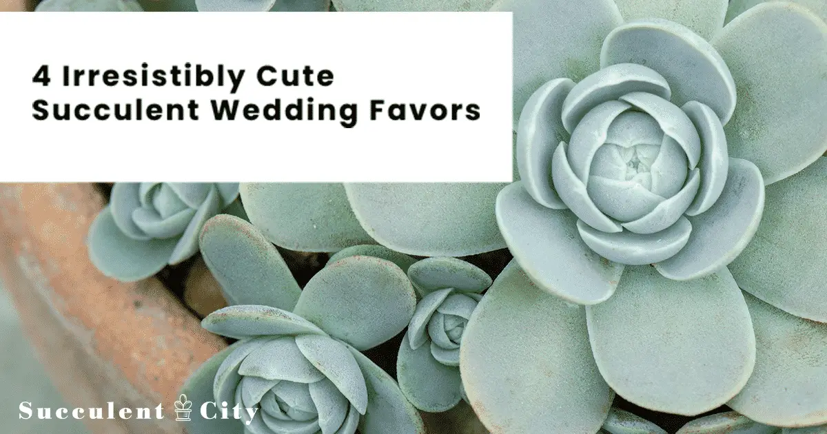 Jugosos regalos de boda que tus invitados se llevarán encantados a casa Jugosos regalos de boda que tus invitados se llevarán encantados a casa