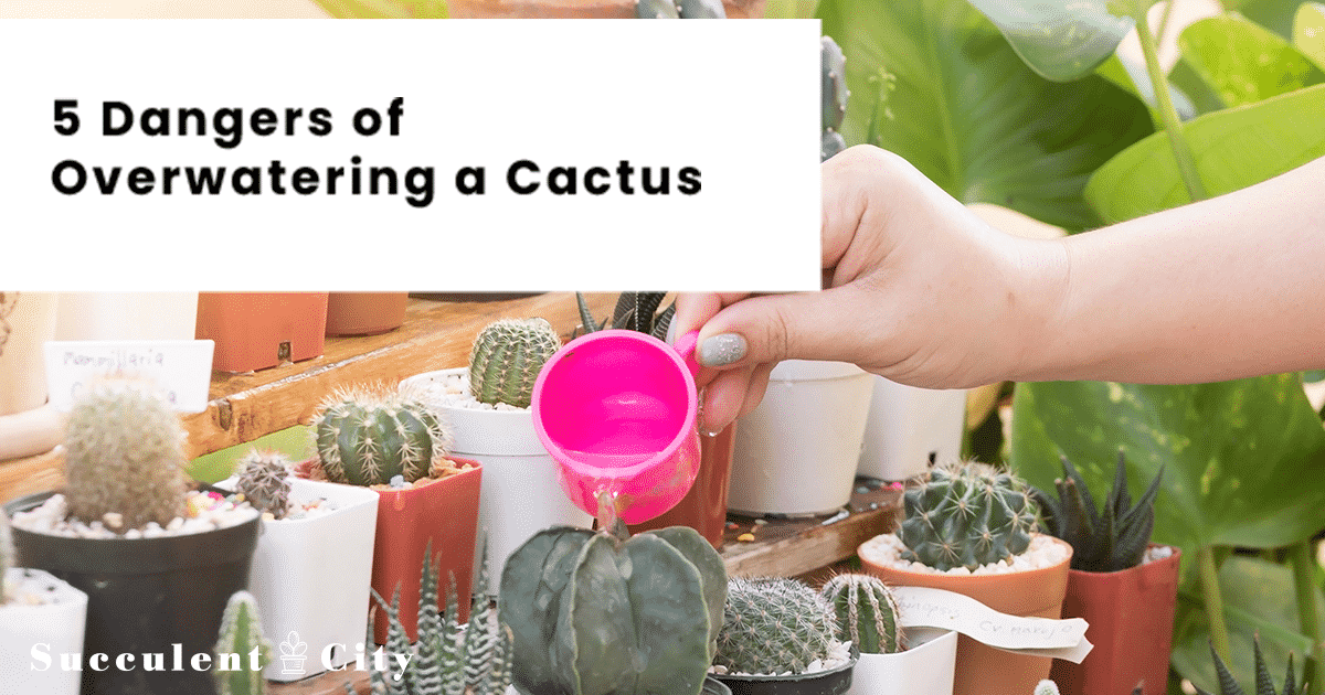 Señales de un cactus regado en exceso y cómo salvarlo